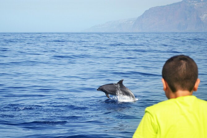 VipDolphins Luxury Whale Watching - How much is it, and is $95.53 worth it?