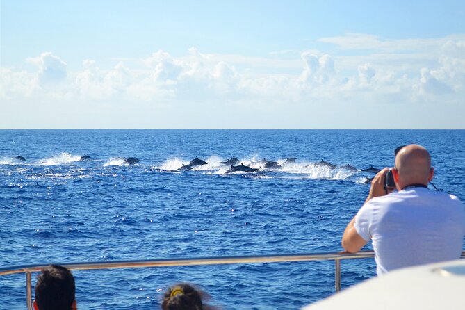 VipDolphins Luxury Whale Watching - Practical tips to make your afternoon smoother