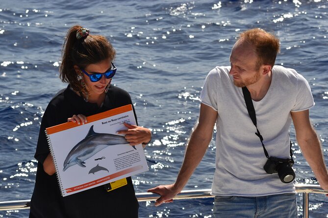 VipDolphins Luxury Whale Watching - Finding dolphins and whales: what you should expect (and what you shouldn’t)