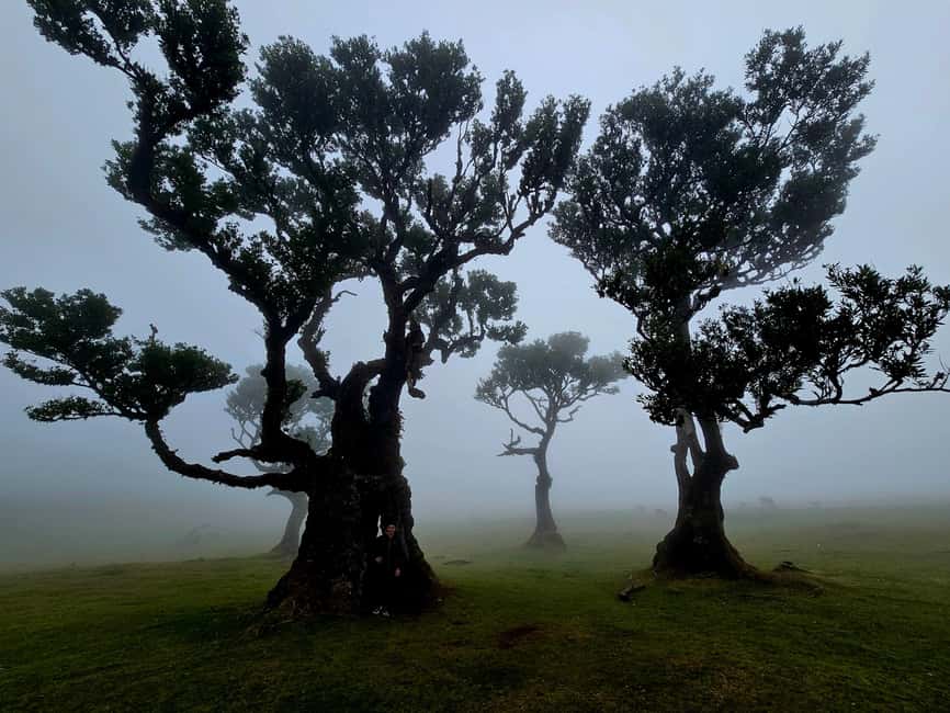 West Tour Madeira – Jeep tour through Fanal, Seixal, Porto Moniz and more - Key Highlights You Should Care About