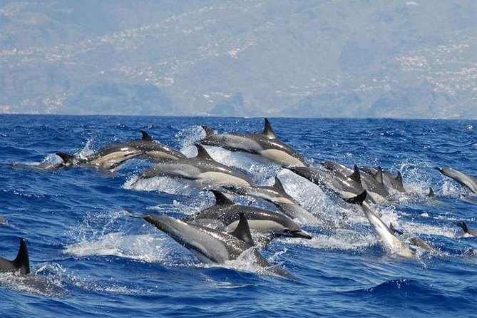 Whale and Dolphin Watching in Calheta, Madeira Island - Key Highlights You’ll Actually Care About