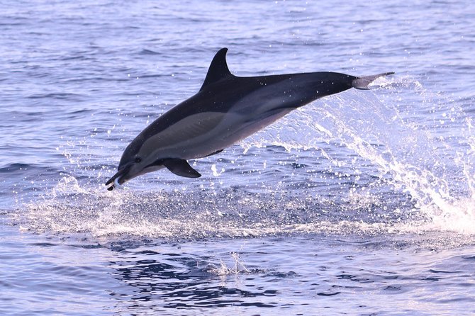 Whale and Dolphin Watching in Calheta, Madeira Island - Calheta Whale and Dolphin Watching: The Spotter System That Makes It Work