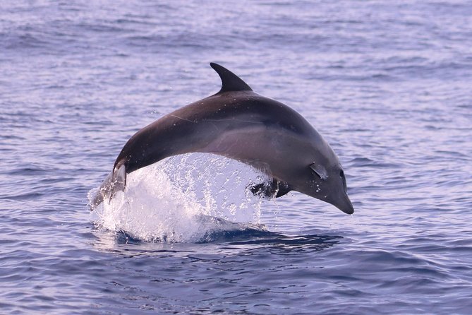 Whale and Dolphin Watching in Calheta, Madeira Island - Species You Might See: Dolphins Most Likely, Whales a Real Bonus