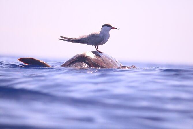 Whale and Dolphin Watching in Calheta, Madeira Island - Crew Commentary and Conservation Details That Add Real Value