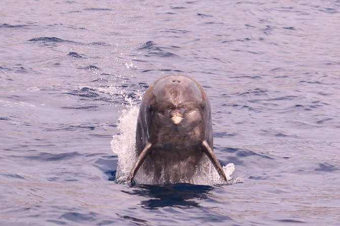 Whale and Dolphin Watching in Calheta, Madeira Island - Timing, Duration, and Why This Feels Like a Good Use of Your Day