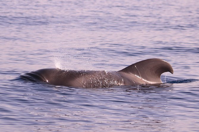 Whale and Dolphin Watching in Calheta, Madeira Island - Price and Value: Is $72.56 Worth It?