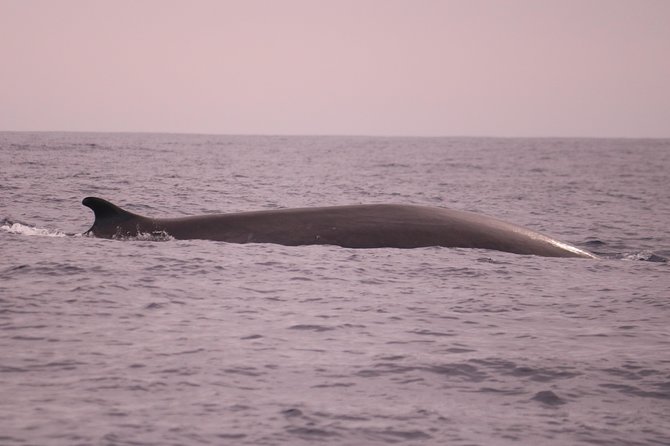 Whale and Dolphin Watching in Calheta, Madeira Island - Who Should Book This Whale and Dolphin Watching in Calheta?