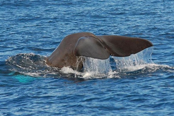 Whale and Dolphin Watching in Calheta, Madeira Island - On the Water: Fast Searches, Deck Views, and Respectful Distance