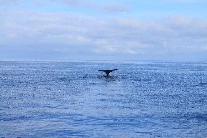 Whale and Dolphin Watching Tour in Madeira - Departure, Transfers, And What You Need To Arrange