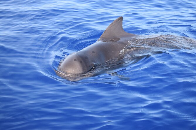 Whale and Dolphin Watching Tour in Madeira - Weather And The One Thing You Cannot Control