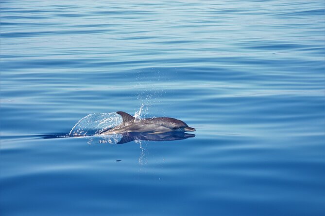 Whale and Dolphin Watching Tour in Madeira - Snorkeling And Swimming Stops: What You Actually Get In The Water