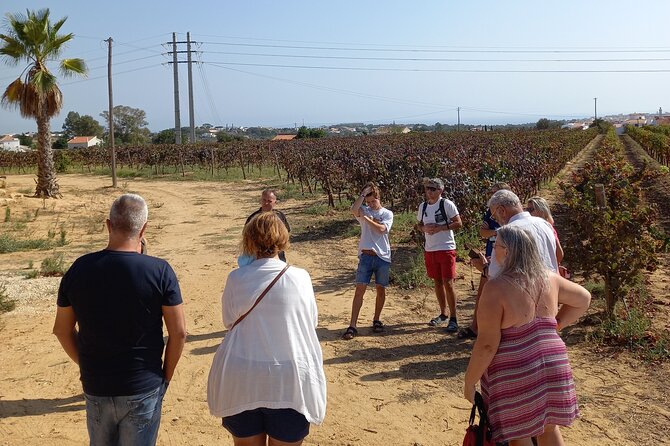 Wine Lovers: Winery Tour w/ Tasting & Tapas (Albufeira/Vilamoura) - The winery visit: four wines, cheese and charcuterie tapas, and grape-to-bottle talk